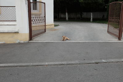 Cat looking through window