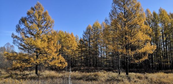 Autumn trees on field against sky