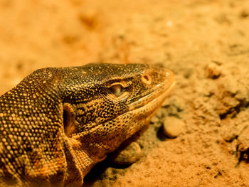 Close-up of lizard on land