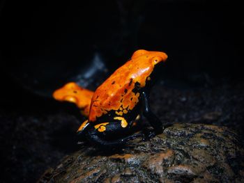 Close-up of orange leaf in water at night