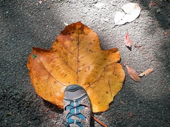 High angle view of dry maple leaf on street