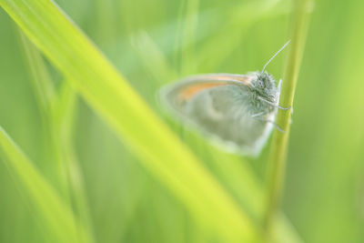 Close-up of butterfly on grass