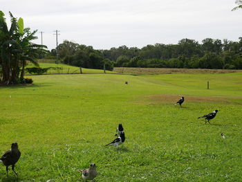 Flock of birds on grassy field against sky