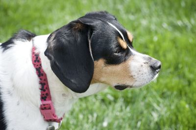 Close-up of dog on grass