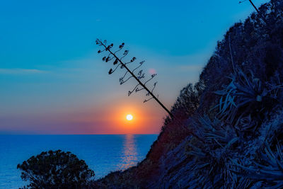 Plant by sea against sky during sunset
