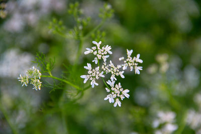 Close-up of white flowering plant