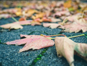 Close-up of autumn leaf on hand