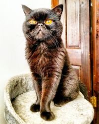 Portrait of cat sitting on wood