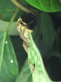 Close-up of butterfly on plant