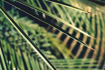 Close-up of palm leaf