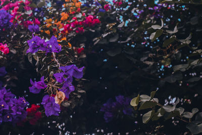 High angle view of pink flowering plants