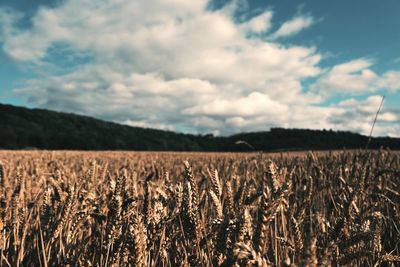 Wheat field against sky