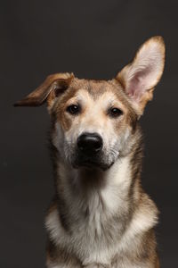 Close-up portrait of a dog over black background