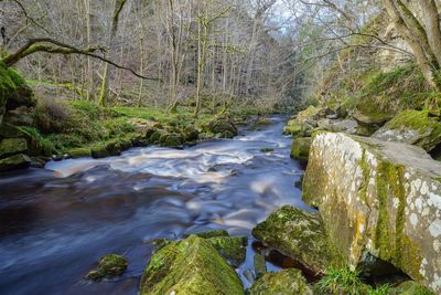 River flowing through forest