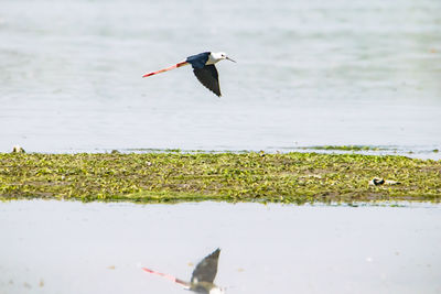 Bird flying over a lake