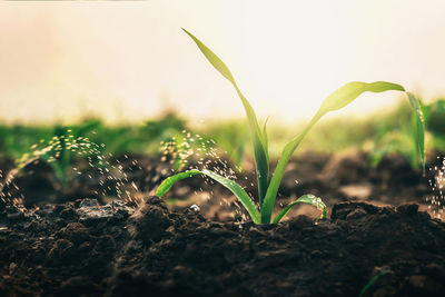 Close-up of small plant growing on field