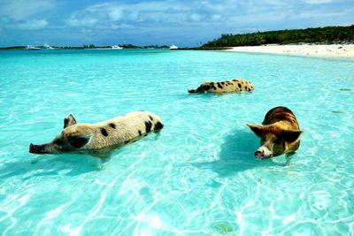 Pigs swimming in turquoise sea against sky