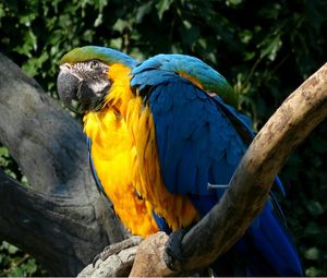 Close-up of birds perching on branch