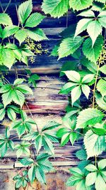 Full frame shot of plants