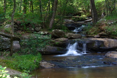 Scenic view of waterfall in forest