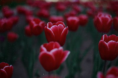 Red tulips blooming outdoors
