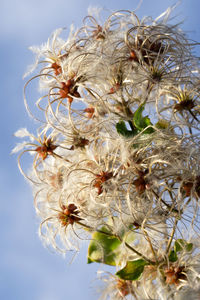 Low angle view of flowering plant against sky