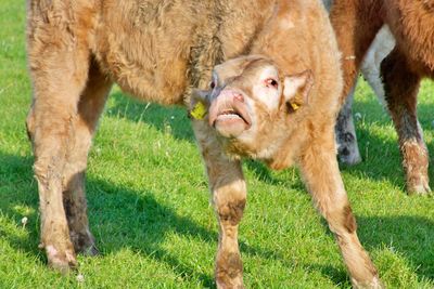 Calf standing in a field