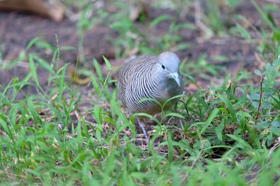 Bird in a field