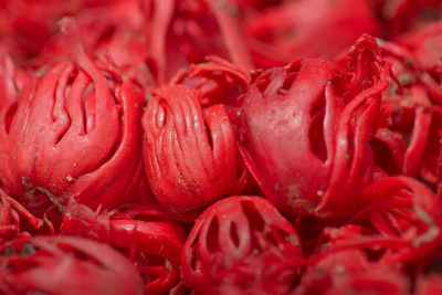 Full frame shot of red chili peppers