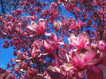 Pink flowers blooming on tree