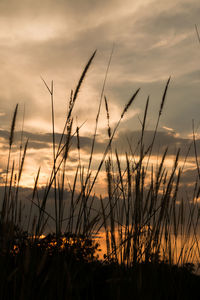 Silhouette plants against sky during sunset