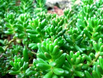 Full frame shot of plants