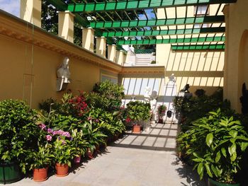 Potted plants in pot