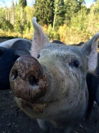 Close-up of a lovely friend