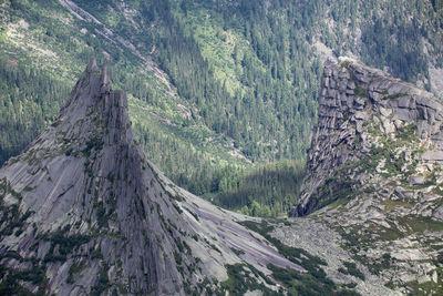 Panoramic view of pine trees in forest