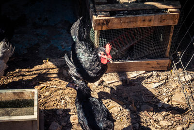 High angle view of a bird