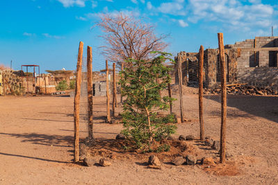 Reforestation of trees in the desert at kalacha town in north horr, marsabit, kenya