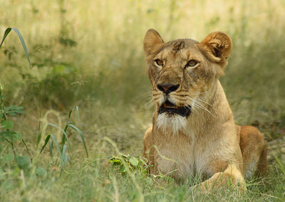 Portrait of a lioness on field in jungle