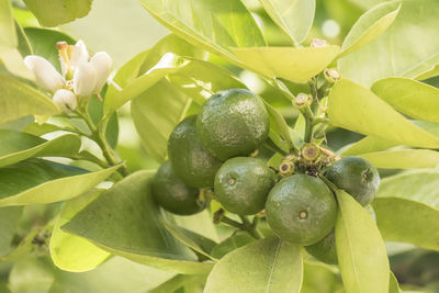 Close-up of fruit growing on tree