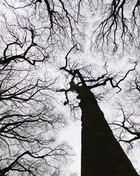 Low angle view of bare tree against sky