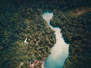 High angle view of trees and sea