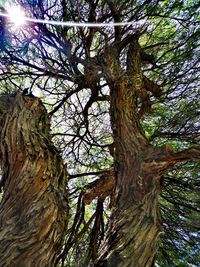 Low angle view of tree against sky