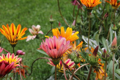 Close-up of pink flowering plants on field