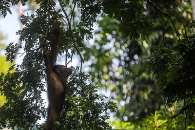 Low angle view of monkey on tree