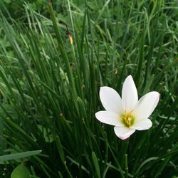 Close-up of white crocus flower on field