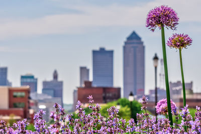 Close-up of purple flowering plant against buildings in city