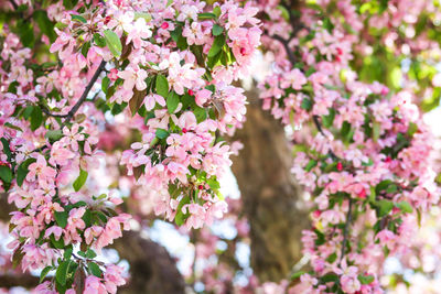 Blossoms in spring