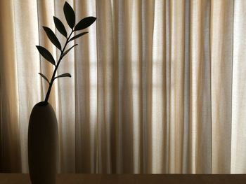 Close-up of potted plant on table at home