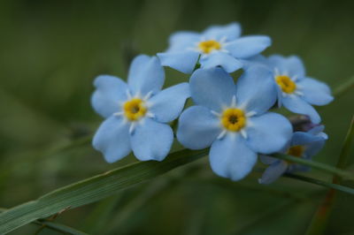 Close-up of flowers blooming outdoors