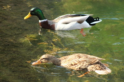 Birds in calm water